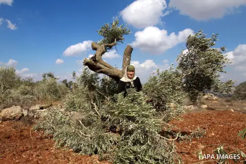 A Palestinian farmer from the village of Qaryut inspects the remains of his olive trees on October 9, 2012, after after they were uprooted overnight, near the northern West Bank city of Nablus, in an attack blamed on Jew...