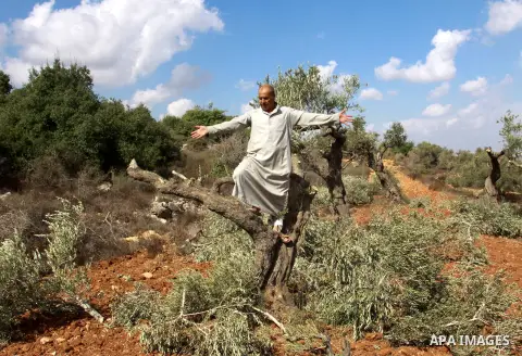 A Palestinian farmer from the village of Qaryut inspects the remains of his olive trees on October 9, 2012, after after they were uprooted overnight, near the northern West Bank city of Nablus, in an attack blamed on Jew...