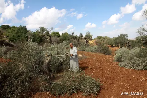 A Palestinian farmer from the village of Qaryut inspects the remains of his olive trees on October 9, 2012, after after they were uprooted overnight, near the northern West Bank city of Nablus, in an attack blamed on Jew...