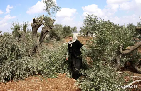 A Palestinian woman from the village of Qaryut inspects the remains of his olive trees on October 9, 2012, after after they were uprooted overnight, near the northern West Bank city of Nablus, in an attack blamed on Jewi...