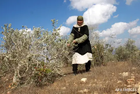 A Palestinian woman from the village of Qaryut inspects the remains of his olive trees on October 9, 2012, after after they were uprooted overnight, near the northern West Bank city of Nablus, in an attack blamed on Jewi...
