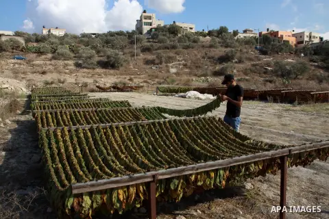 A Palestinian farmer grinds drying Arabic tobacco leaves at a farm in the West Bank village Yaabed, near Jenin, on Oct. 8, 2012. Arabic Tobacco cigarettes manufacturing is famous in Yaabed village which produce a quality...