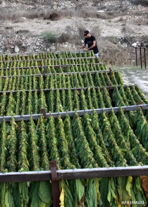 A Palestinian farmer grinds drying Arabic tobacco leaves at a farm in the West Bank village Yaabed, near Jenin, on Oct. 8, 2012. Arabic Tobacco cigarettes manufacturing is famous in Yaabed village which produce a quality...