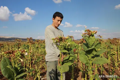 A Palestinian farmer grinds drying Arabic tobacco leaves at a farm in the West Bank village Yaabed, near Jenin, on Oct. 8, 2012. Arabic Tobacco cigarettes manufacturing is famous in Yaabed village which produce a quality...