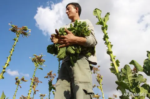 A Palestinian farmer grinds drying Arabic tobacco leaves at a farm in the West Bank village Yaabed, near Jenin, on Oct. 8, 2012. Arabic Tobacco cigarettes manufacturing is famous in Yaabed village which produce a quality...