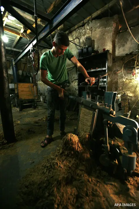 A Palestinian farmer dries Arabic tobacco leaves at a farm in the West Bank village Yaabed, near Jenin, on Oct. 8, 2012. Arabic Tobacco cigarettes manufacturing is famous in Yaabed village which produce a quality local c...