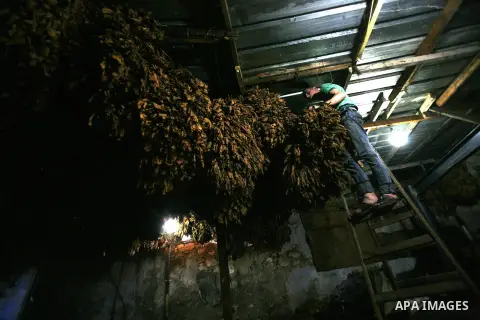 A Palestinian farmer dries Arabic tobacco leaves at a farm in the West Bank village Yaabed, near Jenin, on Oct. 8, 2012. Arabic Tobacco cigarettes manufacturing is famous in Yaabed village which produce a quality local c...