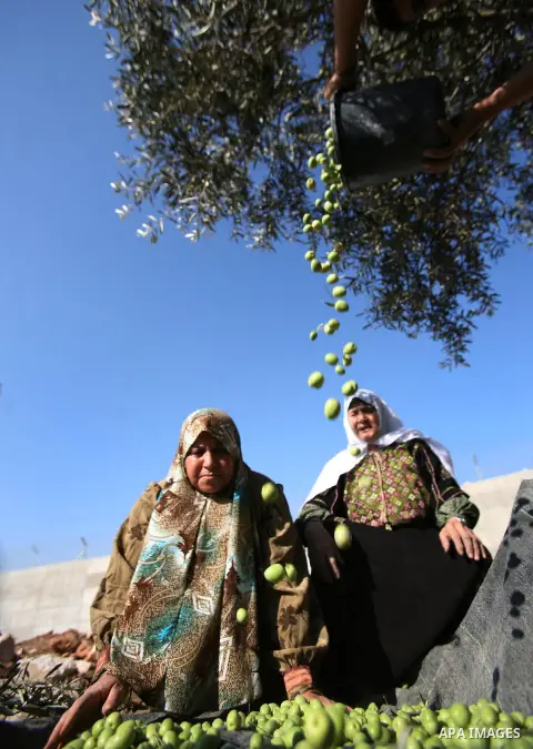 Palestinian farmers as he harvests olives in the West Bank city of Hebron on Oct. 11, 2012. A staple for many local farmers, preparing them for ready to eat consumption and to make olive oil. Both family farms and factor...