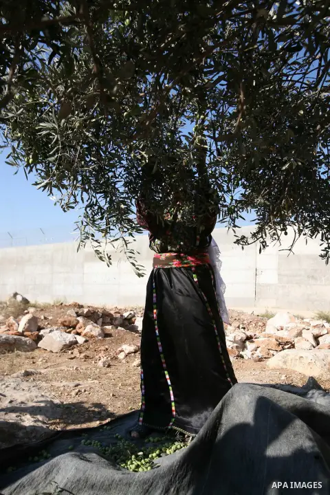 Palestinian farmers as he harvests olives in the West Bank city of Hebron on Oct. 11, 2012. A staple for many local farmers, preparing them for ready to eat consumption and to make olive oil. Both family farms and factor...