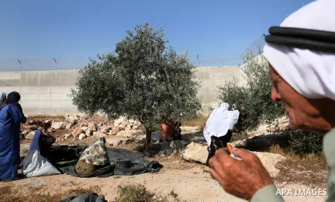 Palestinian farmers as he harvests olives in the West Bank city of Hebron on Oct. 11, 2012. A staple for many local farmers, preparing them for ready to eat consumption and to make olive oil. Both family farms and factor...