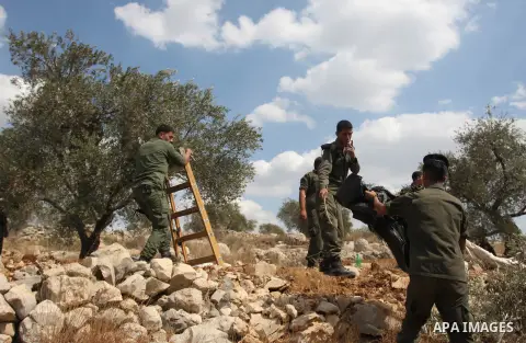Members of the Palestinian security forces help farmers collect harvest their olives, in the West bank village of Kafr Nimih, near Ramallah, 11 October 2012. Palestinian national forces launched a campaign to help farmer...