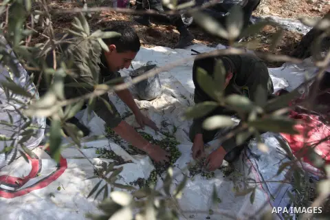 Members of the Palestinian security forces help farmers collect harvest their olives, in the West bank village of Kafr Nimih, near Ramallah, 11 October 2012. Palestinian national forces launched a campaign to help farmer...