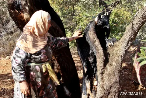 Palestinian farmers from the village of Qaryut inspects the remains of his olive trees on October 13, 2012, after they were uprooted overnight, in settlement Eilih near the southern West Bank city of Nablus, in an attack...