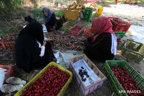 Palestinian women gather dates harvested from date palm trees in Deir al-Balah, in the central of Gaza Strip, on October 15, 2012. Photo by Majdi Fathi