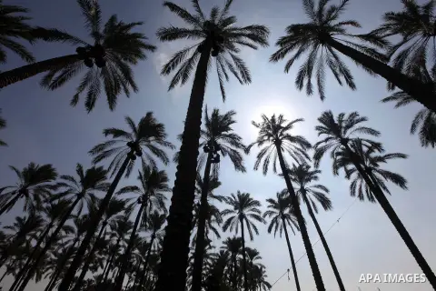 Palestinian farmers harvest dates from date palm trees in Deir al-Balah, in the central of Gaza Strip, on October 15, 2012. Photo by Majdi Fathi