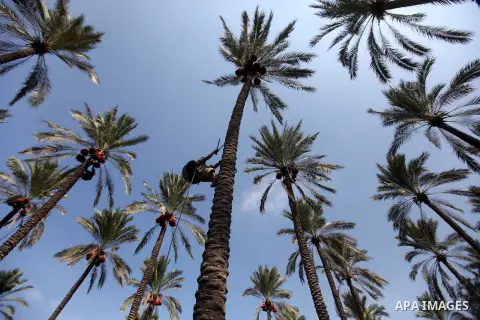 Palestinian farmers harvest dates from date palm trees in Deir al-Balah, in the central of Gaza Strip, on October 15, 2012. Photo by Majdi Fathi