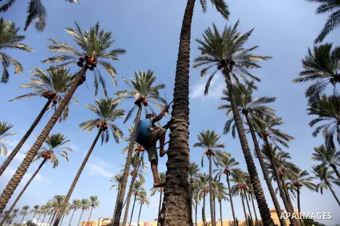 A Palestinian farmer harvests dates from date palm trees in Deir al-Balah, in the central of Gaza Strip, on October 15, 2012. Photo by Majdi Fathi