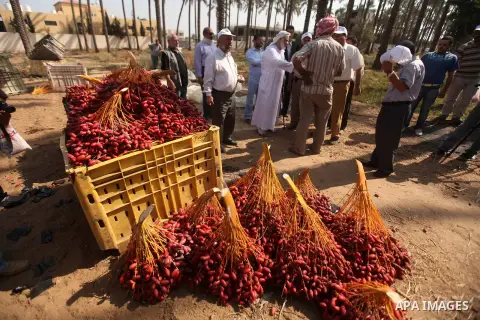 Palestinian farmers gather dates harvested from date palm trees in Deir al-Balah, in the central of Gaza Strip, on October 15, 2012. Photo by Majdi Fathi