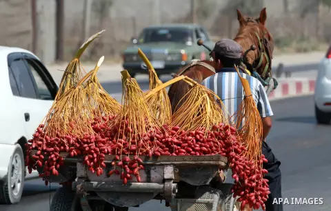 A Palestinian farmer carry harvested dates on his cart in Deir al-Balah, in the central of Gaza Strip, on October 15, 2012. Photo by Majdi Fathi