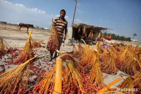 A Palestinian farmer gathers dates harvested from date palm trees in Deir al-Balah, in the central of Gaza Strip, on October 15, 2012. Photo by Majdi Fathi