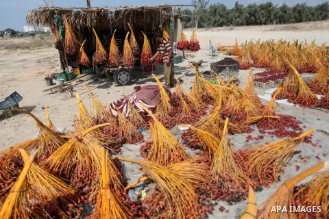 A Palestinian farmer displays the harvested dates at street in Deir al-Balah, in the central of Gaza Strip, on October 15, 2012. Photo by Majdi Fathi