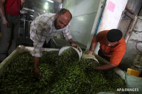 Palestinian men work in an olive oil factory in Gaza City on Oct 16,2012. A staple for many local farmers, preparing them for ready to eat consumption and to make olive oil. Both family farms and factories, employing loc...