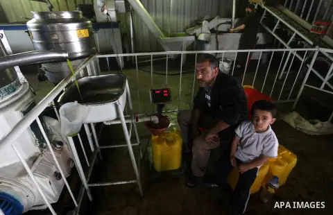 Palestinian men work in an olive oil factory in Gaza City on Oct 16,2012. A staple for many local farmers, preparing them for ready to eat consumption and to make olive oil. Both family farms and factories, employing loc...