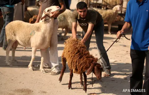 Palestinians trade goats at a local cattle market ahead of Muslim festival of Eid al-Adha, in Gaza city, on October 19, 2012. Muslims around the world prepare to celebrate Eid Al-Adha, which according to the lunar calend...