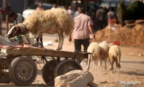 Palestinians trade goats at a local cattle market ahead of Muslim festival of Eid al-Adha, in Gaza city, on October 19, 2012. Muslims around the world prepare to celebrate Eid Al-Adha, which according to the lunar calend...