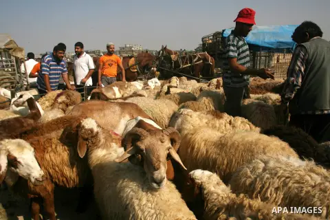Palestinians trade goats at a local cattle market ahead of Muslim festival of Eid al-Adha, in Rafah in southern Gaza city, on October 20, 2012. Muslims around the world prepare to celebrate Eid Al-Adha, which according t...