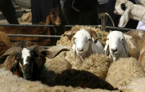 Palestinians trade goats at a local cattle market ahead of Muslim festival of Eid al-Adha, in Rafah in southern Gaza city, on October 20, 2012. Muslims around the world prepare to celebrate Eid Al-Adha, which according t...