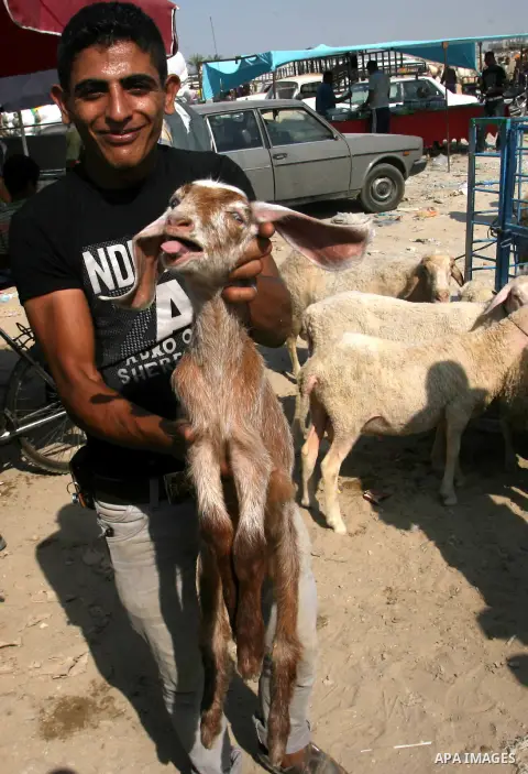 Palestinians trade goats at a local cattle market ahead of Muslim festival of Eid al-Adha, in Rafah in southern Gaza city, on October 20, 2012. Muslims around the world prepare to celebrate Eid Al-Adha, which according t...