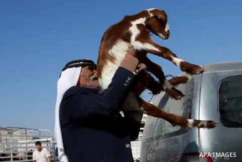 Palestinians trade goats at a local cattle market ahead of Muslim festival of Eid al-Adha, in the West Bank city of Nablus, on October 22, 2012. Muslims around the world prepare to celebrate Eid Al-Adha, which according...