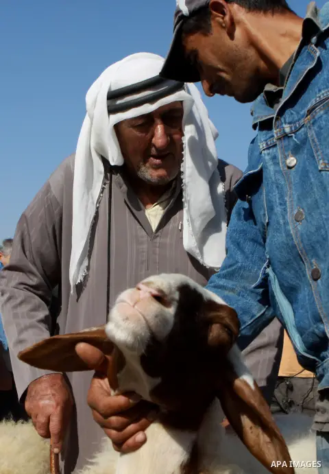 Palestinians trade goats at a local cattle market ahead of Muslim festival of Eid al-Adha, in the West Bank city of Nablus, on October 22, 2012. Muslims around the world prepare to celebrate Eid Al-Adha, which according...