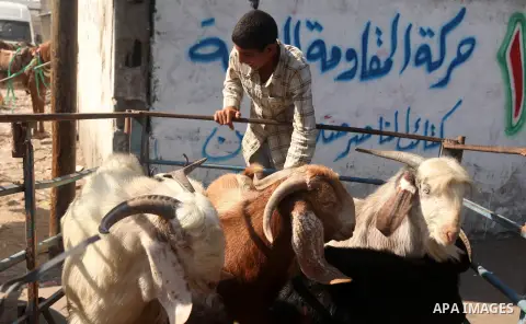 Palestinians trade goats at a local cattle market ahead of Muslim festival of Eid al-Adha, in Gaza city, on October 25, 2012, in preparation for Eid al-Adha. Millions of Muslims around the world celebrate Eid al-Adha or...