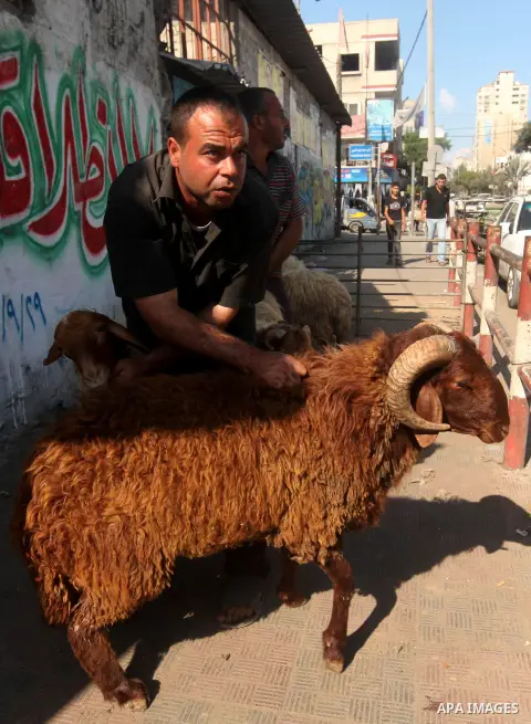 Palestinians trade goats at a local cattle market ahead of Muslim festival of Eid al-Adha, in Gaza city, on October 25, 2012, in preparation for Eid al-Adha. Millions of Muslims around the world celebrate Eid al-Adha or...