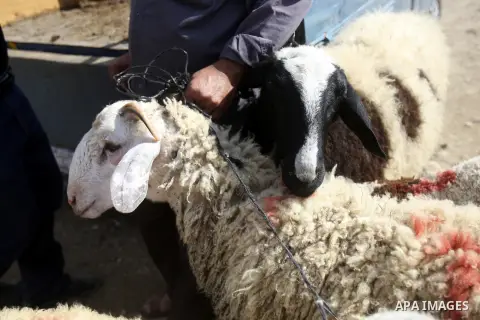 Palestinians trade goats at a local cattle market ahead of Muslim festival of Eid al-Adha, in the West Bank city of Nablus, on October 25, 2012. Muslims around the world prepare to celebrate Eid Al-Adha, which according...