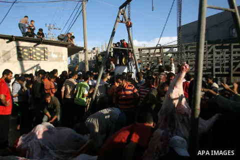 Palestinians slaughter a calf and sheep on the first day of the Muslim holiday of Eid al-Adha in Rafah in the southern Gaza Strip Oct. 26, 2012. Muslims around the world celebrate Eid al-Adha to mark the end of the haj b...