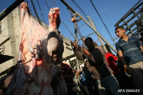 Palestinians slaughter a calf and sheep on the first day of the Muslim holiday of Eid al-Adha in Rafah in the southern Gaza Strip Oct. 26, 2012. Muslims around the world celebrate Eid al-Adha to mark the end of the haj b...