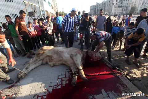 Palestinians watch as a butcher slaughters a bull on the first day of Eid al-Adha at Khan Younis in the southern Gaza Strip October 26, 2012. Muslims around the world celebrate Eid-al-Adha, marking the end of the haj, by...
