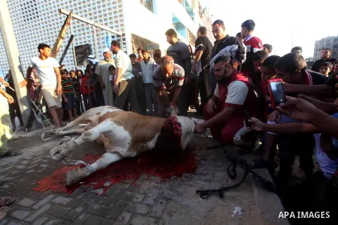 Palestinians watch as a butcher slaughters a bull on the first day of Eid al-Adha at Khan Younis in the southern Gaza Strip October 26, 2012. Muslims around the world celebrate Eid-al-Adha, marking the end of the haj, by...