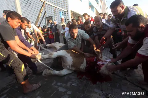 Palestinians watch as a butcher slaughters a bull on the first day of Eid al-Adha at Khan Younis in the southern Gaza Strip October 26, 2012. Muslims around the world celebrate Eid-al-Adha, marking the end of the haj, by...