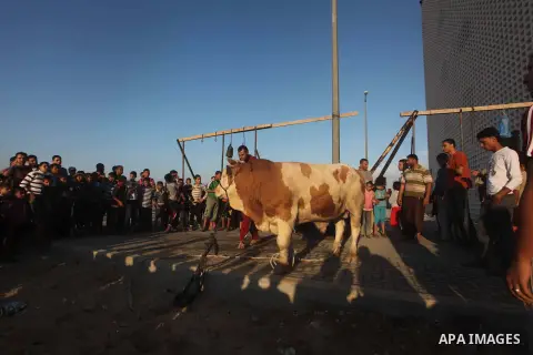 Palestinians watch as a butcher slaughters a bull on the first day of Eid al-Adha at Khan Younis in the southern Gaza Strip October 26, 2012. Muslims around the world celebrate Eid-al-Adha, marking the end of the haj, by...