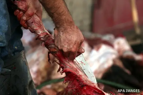 Palestinians slaughter a calf and sheep on the first day of the Muslim holiday of Eid al-Adha in the West Bank city of Ramallah Oct. 26, 2012. Muslims around the world celebrate Eid al-Adha to mark the end of the haj by...