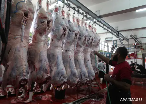 Palestinians slaughter a calf and sheep on the first day of the Muslim holiday of Eid al-Adha in the West Bank city of Ramallah Oct. 26, 2012. Muslims around the world celebrate Eid al-Adha to mark the end of the haj by...