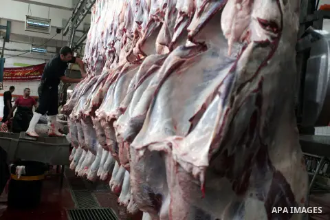 Palestinians slaughter a calf and sheep on the first day of the Muslim holiday of Eid al-Adha in the West Bank city of Ramallah Oct. 26, 2012. Muslims around the world celebrate Eid al-Adha to mark the end of the haj by...