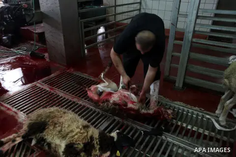 Palestinians slaughter a calf and sheep on the first day of the Muslim holiday of Eid al-Adha in the West Bank city of Ramallah Oct. 26, 2012. Muslims around the world celebrate Eid al-Adha to mark the end of the haj by...
