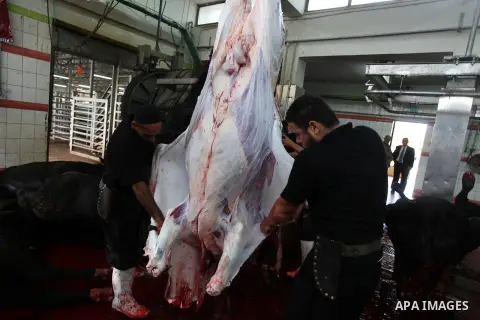 Palestinians slaughter a calf and sheep on the first day of the Muslim holiday of Eid al-Adha in the West Bank city of Ramallah Oct. 26, 2012. Muslims around the world celebrate Eid al-Adha to mark the end of the haj by...