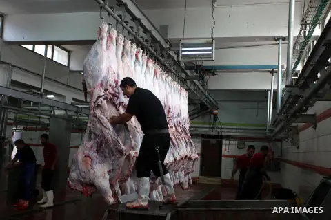 Palestinians slaughter a calf and sheep on the first day of the Muslim holiday of Eid al-Adha in the West Bank city of Ramallah Oct. 26, 2012. Muslims around the world celebrate Eid al-Adha to mark the end of the haj by...