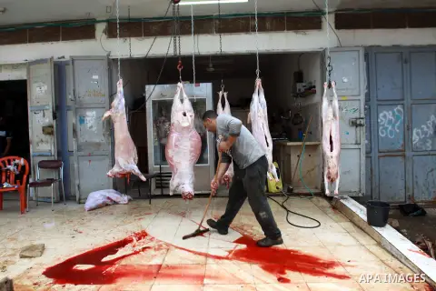 Palestinians slaughter a calf and sheep on the first day of the Muslim holiday of Eid al-Adha in the West Bank city of Ramallah Oct. 26, 2012. Muslims around the world celebrate Eid al-Adha to mark the end of the haj by...
